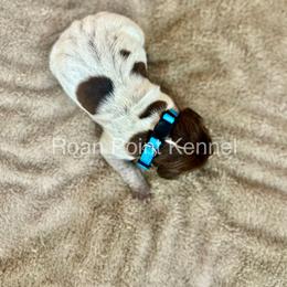 German Shorthaired Pointer Puppies from Roan Point Kennel