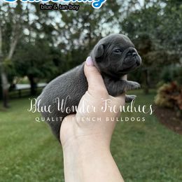 Blueberry - Tricolors male French Bulldog puppy in Loxahatchee, Florida from Blue Wonder Frenchies