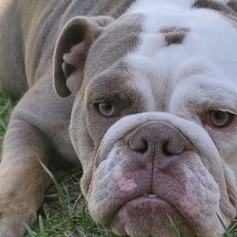 French Bulldogs from 2700 Blocc Bulldogs
