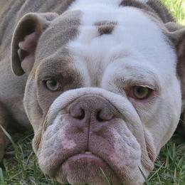 French Bulldogs from 2700 Blocc Bulldogs