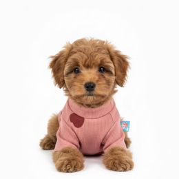 Pixie - Red  female Poodle puppy in Pasorobles, California from AVCpoodles