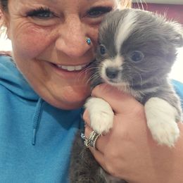 Blue - Blue and white male Chihuahua puppy in Amity, Pennsylvania from Baxters Chihuahuas