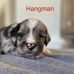 Bernedoodle Puppies from Safe Havynn Doodles