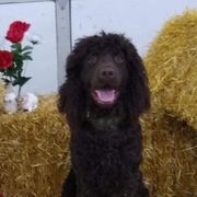 Irish Water Spaniels from Realta Irish Water Spaniels