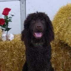 Irish Water Spaniels from Realta Irish Water Spaniels