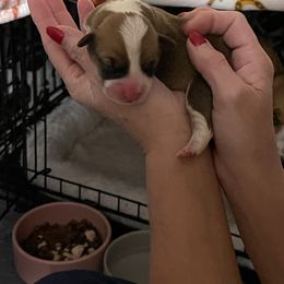Boy 2 - Black and tan male Pembroke Welsh Corgi puppy in Bartlett, Tennessee from Lakeside Corgi Club