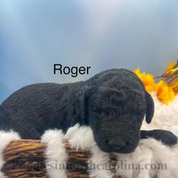 Roger - Silver male Poodle puppy in Greenville, North Carolina from Grace Poodles