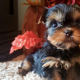 Yorkshire Terriers from Sunflower Yorkies