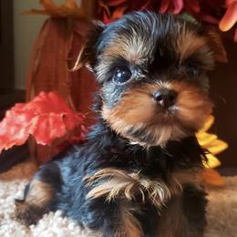 Yorkshire Terriers from Sunflower Yorkies