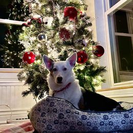 American Corgi and Pembroke Welsh Corgi Puppies from Beebe’s Corgis