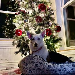 American Corgi and Pembroke Welsh Corgi Puppies from Beebe’s Corgis