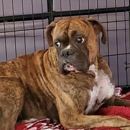 Boxers from Dobbins Boxers