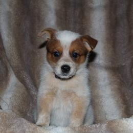 Persephone - Red speckled female Australian Cattle Dog puppy in Colbert, Oklahoma from LoveAHeeler