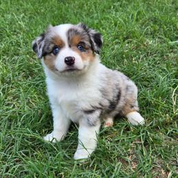 Padme - Blue merle female Miniature Australian Shepherd puppy in Fort Worth, Texas from Angela's Miniature Australian Shepherds