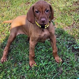 Vizsla Puppies from Countryside Vizslas