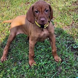 Vizsla Puppies from Countryside Vizslas
