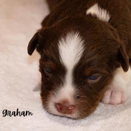 Graham - Red tri male Miniature Australian Shepherd puppy in Blackfoot, Idaho from Bellewynd Acres