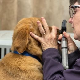 Cavalier King Charles Spaniel and Golden Retriever Puppies from Country Goldens and Mountain Top Cavaliers