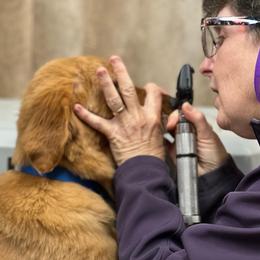 Cavalier King Charles Spaniel and Golden Retriever Puppies from Country Goldens and Mountain Top Cavaliers