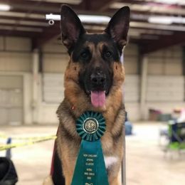 German Shepherds from Kryptonian & Kynthos German Shepherd Dogs