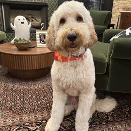 Harry - Goldendoodle