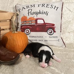 Australian Shepherd Puppies from A Beautiful Soul Aussies