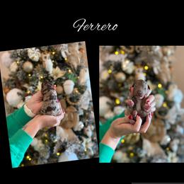 Ferrero - Merle male Goldendoodle puppy in Gilbert, Arizona from Sunny Doodles