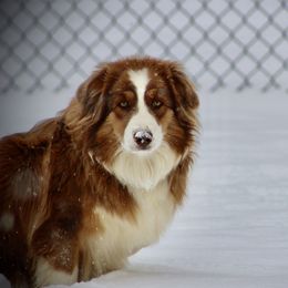 Daisi - Red tri-color female Australian Shepherd puppy in Darden, Tennessee from WFF Aussies & Miniature Schnauzers