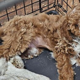 Boy 3 - Poodle puppy from Sondra's Miniature Poodles