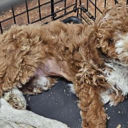 Boy 3 - Poodle puppy from Sondra's Miniature Poodles