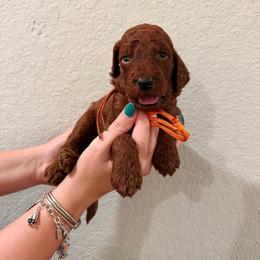 Orange - Red  male Goldendoodle puppy in Pearland, Texas from Double Shot Boykins