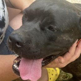 Nikki, Girl 3 - Black brindle female Cane Corso puppy in Jeffersonville, Kentucky from K9 Guardian Cane Corso