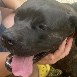 Nikki, Girl 3 - Black brindle female Cane Corso puppy in Jeffersonville, Kentucky from K9 Guardian Cane Corso