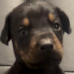 Boy 1 - Black and rust male Doberman Pinscher puppy in Spring, Texas from SuperDobermans