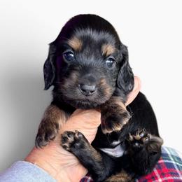Black and Tan-Cream Male - Black and tan male Dachshund puppy in Medina, Ohio from STORIED DOXIES