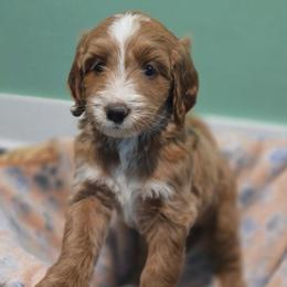 Matcha - Apricot female Goldendoodle puppy in Atlanta, Georgia from Cedarcrest Goldendoodles