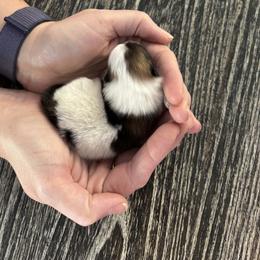 Pomeranian Puppies from Tinkerpoms