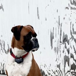 Boxer All Grown Up from Magen's Boxers