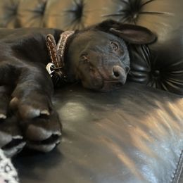 German Shepherd Puppies from Von Lambor German Shepherds