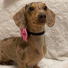 Noel - Dachshund