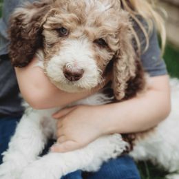 Goldendoodle Puppies from McDoodle Clam