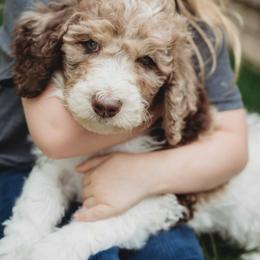 Goldendoodle Puppies from McDoodle Clam
