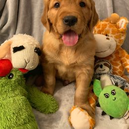 Golden Retriever Puppies from Charmed Golden Retrievers