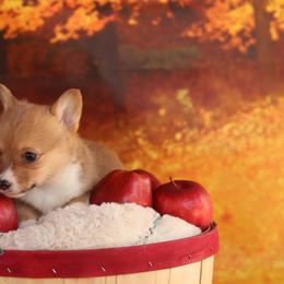 Pembroke Welsh Corgi Puppies from 3W Corgis