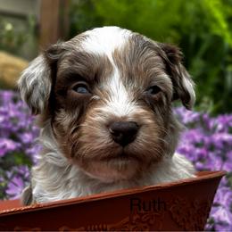 Ruth - Red merle female Aussiedoodle puppy in Michigan from Kingsden Aussies and doodles