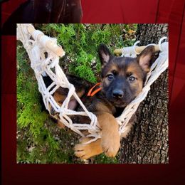 Quill - Red sable male Belgian Malinois puppy in Chino, California from BlueStone K9