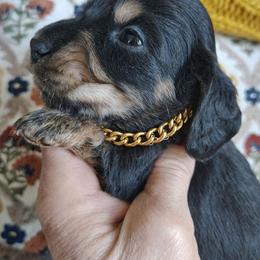 Puppy 2 - Black and cream male Dachshund puppy in Clayton, Indiana from Love Struck Miniature Dachshunds