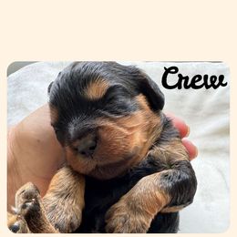 Cavapoo All Grown Up from Carolina Canines