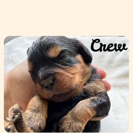 Cavapoo All Grown Up from Carolina Canines