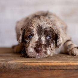 Dapple - Red merle male Aussiedoodle puppy in Roebuck, South Carolina from Dani's Dandy Doodles